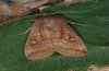 Eupsilia transversa: Adult (e.l. eastern Swabian Alb 2008) [S]