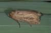 Nonagria typhae: Adult (e.l. western Austria) [S]