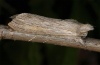 Cucullia umbratica: Falter (Illerbeuren bei Memmingen, Juni 2012) [M]