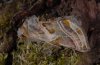 Euchalcia variabilis: Falter [S]