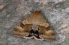 Heliothis viriplaca: Falter (e.l. La Gomera) [S]
