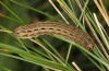 Xestia xanthographa: Larva [S]