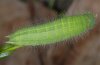 Lopinga achine: Raupe [S]