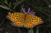 Argynnis adippe: Weibchen (Ostalb, August 2012) [N]