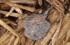 Melitaea arduinna: Pupa (e.o. Vitsi, N-Greece, 2013/2014) [S]