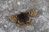 Melitaea asteria: M&auml;nnchen [S]