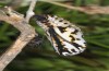 Euphydryas beckeri: Pupa (e.l. rearing, S-Spain, Ronda, larvae in late March 2019) [S]