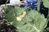 Melitaea cinxia: Ovae at Veronica teucrium [N]