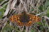 Boloria dia: M&auml;nnchen (Ostalb bei S&ouml;hnstetten, Mitte Mai 2013) [N]