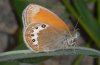 Coenonympha gardetta: Falter (e.l. T&auml;schalpe, Wallis, 2010) [S]