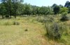 Brenthis hecate: Habitat in the Sierra de Cazorla (Andalusia, late June 2008) [N]