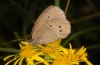 Aphantopus hyperantus: Weibchen (Memmingen, Juli 2012) [N]