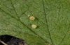 Aphantopus hyperantus: Eier [S]