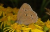 Aphantopus hyperantus: Weibchen (Memmingen, Juli 2012) [N]