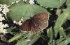 Aphantopus hyperantus: Oberseite (Weibchen) [N]