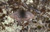 Boloria improba: Weibchen (N-Schweden, Abisko, Anfang Juli 2020) [N]