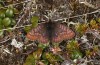 Boloria improba: Weibchen (N-Schweden, Abisko, Anfang Juli 2020) [N]