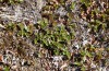 Boloria improba: Larvalhabitat mit Salix herbacea (N-Schweden, Abisko, Anfang Juli 2020) [N]