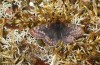 Boloria improba: M&auml;nnchen (N-Schweden, Abisko, Anfang Juli 2020) [N]