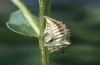 Nymphalis io: Pupa [S]