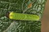 Apatura iris: L1 in H&auml;utungsruhe zu L2 [N]