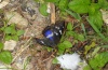Apatura iris: M&auml;nnchen [N]