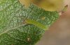 Apatura iris: L2-Raupe [S]