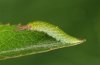 Apatura iris: L2-Raupe in typischer Ruhehaltung