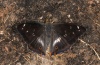 Apatura iris: M&auml;nnchen [N]