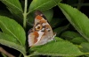 Apatura iris: M&auml;nnchen [N]