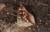Apatura iris: M&auml;nnchen