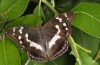 Apatura iris: Weibchen [S]