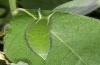 Apatura iris: Raupe [S]