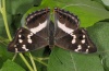 Apatura iris: Weibchen [S]