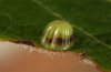 Apatura iris: Ei nach einigen Tagen (frisch abgelegt fehlt der basale, dunkle Ring noch). Schw&auml;bisch Gm&uuml;nd, Anfang Juli 2011. [M]