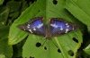 Apatura iris: M&auml;nnchen [N]