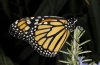 Danaus plexippus: M&auml;nnchen (e.l. La Gomera, Dezember 2011) [S]