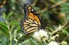 Danaus plexippus: M&auml;nnchen an Acacia, La Gomera, San Sebastian, Dezember 2011) [N]