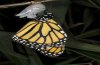 Danaus plexippus: M&auml;nnchen nach dem Schlupf (e.l. La Gomera, Dezember 2011) [S]