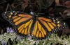 Danaus plexippus: M&auml;nnchen e.l. (La Gomera, Dezember 2011) [S]
