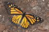 Danaus plexippus: Falter (e.l. La Gomera, Dezember 2011) [S]