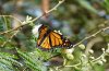 Danaus plexippus: M&auml;nnchen an Acacia, La Gomera, San Sebastian, Dezember 2011) [N]