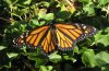 Danaus plexippus: Oberseite (Maspalomas, Gran Canaria, Dezember 2007) [N]