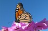 Danaus plexippus: Unterseite  (Maspalomas, Gran Canaria, Dezember 2007) [N]
