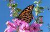 Danaus plexippus: Unterseite  (Maspalomas, Gran Canaria, Dezember 2007) [N]