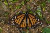 Danaus plexippus: Weibchen (La Gomera, Valle Hermoso, Dezember 2011) [N]