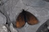 Erebia pluto: Weibchen (L&uuml;ner See, 2000m NN, Anfang Juli 2011) [N]