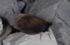 Erebia pluto: Weibchen (L&uuml;ner See, 2000m NN, Anfang Juli 2011) [N]