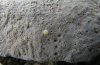 Erebia pluto: Ei, frisch abgelegt [N]