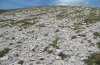 Erebia pluto: Habitat im Allg&auml;u in 2250m NN: Steinhalde mit fragmentarischem Caricetum firmae [N]